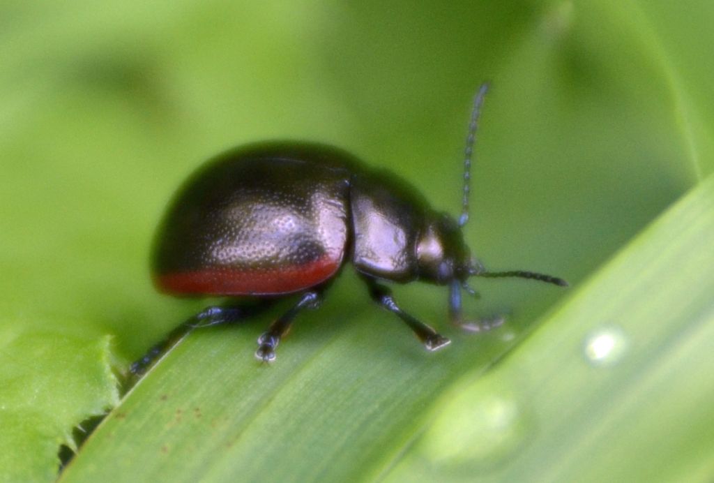 Chrysolina fimbrialis (cf), Chrysomelidae